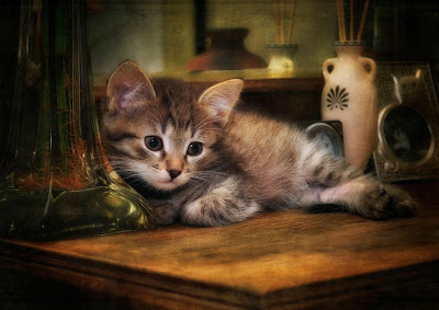 Hermoso gatito - Cute Kitten