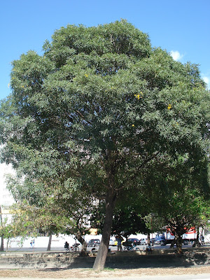Resultado de imagem para caraibeiras planta