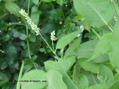 Prince's feather, Polygonum orientale Linn