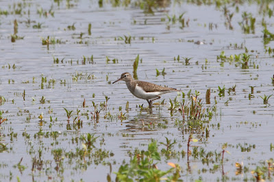 Oeverloper - Wipsturtgril - Actitis hypoleucos