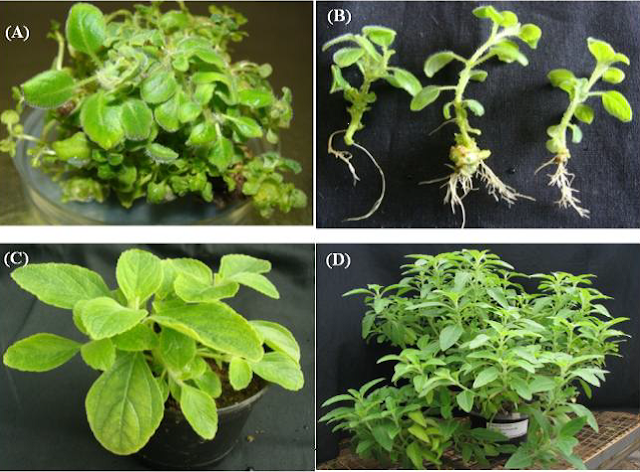 Standardization of regeneration of C. forskohlii from leaf explants (BAP 2.0mg/L+NAA 0.5mg/L). (A) Adventitious shoots (B) Well developed rooting system (C) Hardened transformed plant (D) Transformed C. forskohlii plant in greenhouse.