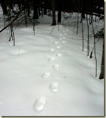 Geocaching Tracks in Snow