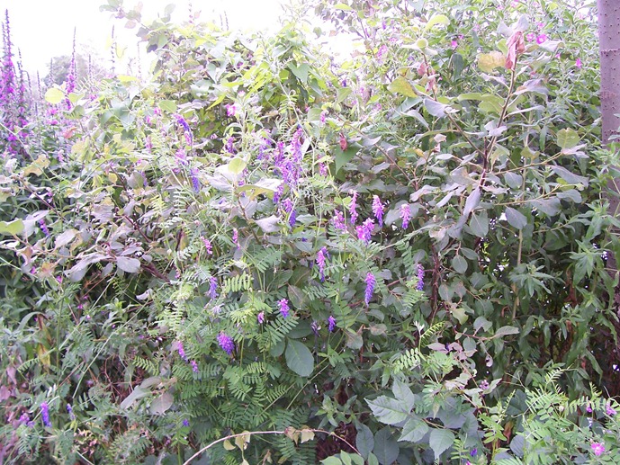 Purple vetch