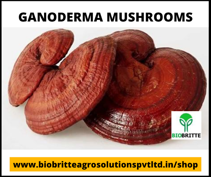 Ganoderma mushrooms supplier in india |  Reishi Mushrooms Supplier | Biobritte India