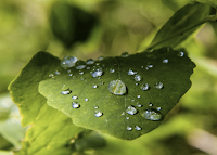 Water on Leaf (Credit: e360.yale.edu) Click to Enlarge.