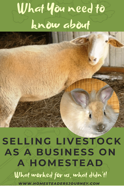 Selling Livestock as a business on a homestead. What worked for us and what didn't! #homestead #smallfarm #sellinglivestock