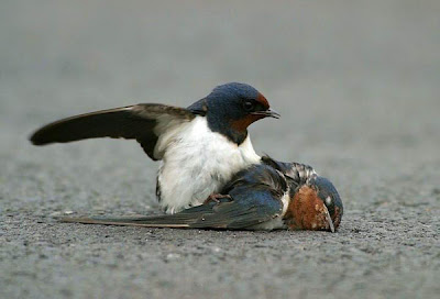 male bluebird finds mate dead2