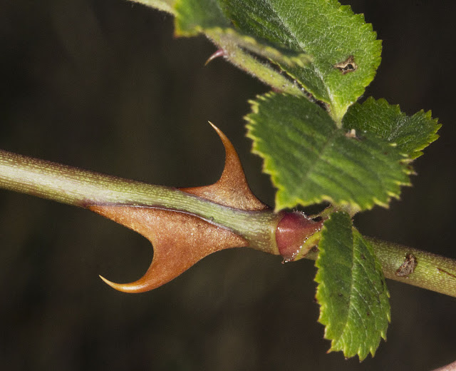 Thorns of the Small-Flowered Sweet-Briar, Rosa micrantha.  Discovering Wild Flowers course, Lullingstone Country Park, Sue Buckingham.  14 October 2011.