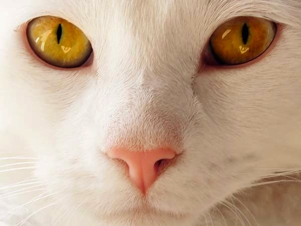 Here Are 24 Awesome Things You Didn't Know About Animals. #11 Just Made My Week. - A cat's nose imprint is unique like a human fingerprint