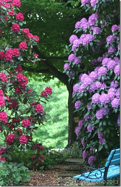 Rhododendron_Garden
