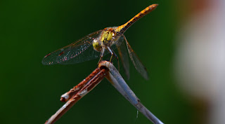 Libelle, Odonata, , Libellen, dragonfly, Libélula, libellule, Стрекоза, vaterpas, raspoloženje, либела, Libellenlarven, Libellenarten, libellenbilder, Vesilood