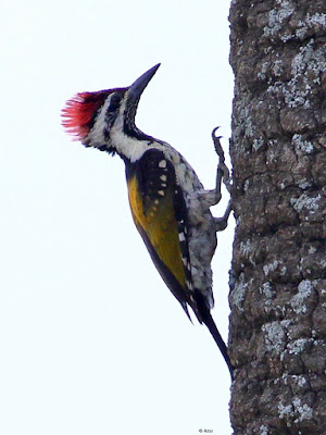 Black-rumped Flameback   Dinopium benghalense