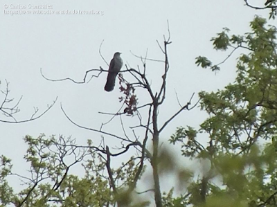 https://www.biodiversidadvirtual.org/aves/Cuculus-canorus-img92559.html