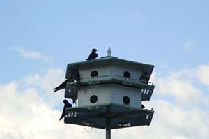 Purple Martin Bird House Plans on Bird House Martin Plans Com Purple    Unique House Plans