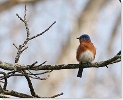 bluebird4