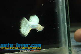 jual guppy import, jual guppy kaskus, jual guppy murah, jual guppy full red, jual guppy big ear, jual guppy jakarta, jual guppy betina, jual guppy jogja, jual guppy surabaya, jual guppy black moscow, jual guppy albino, jual guppy albino murah, jual aneka guppy, jual ikan guppy albino, jual guppy red albino, jual ikan guppy aneka, jual ikan guppy red albino, harga guppy albino, jual guppy blue grass, jual guppy blue sky, jual guppy berkualitas, jual guppy blue moscow, jual guppy bandung, jual guppy bekasi, jual guppy blue lace, jual guppy cobra, harga guppy cobra, jual ikan guppy cobra, jual ikan guppy cirebon, jual guppy di medan, jual guppy di jakarta, jual guppy dan ikan lainnya, jual guppy depok, jual guppy di jogja, harga guppy dragon, jual ikan guppy di jakarta, jual ikan guppy di bandung, jual ikan guppy depok, jual ikan guppy di batam, jual guppy endler, jual guppy full platinum, jual guppy fish, jual guppy full black, jual fancy guppy, harga guppy full red, harga guppy full black, jual ikan guppy full platinum, jual hikari fancy guppy, harga guppy fish, jual guppy grosir, jual ikan guppy blue grass, jual ikan guppy grosir, jual guppy hias, jual guppy hb pastel, jual guppy halfmoon, harga guppy hias, jual ikan guppy hias, harga jual guppy, harga hikari guppy, harga jual ikan guppy hias, harga jual guppy full red, jual guppy import 2015, jual guppy indukan, jual ikan guppy, jual ikan guppy jakarta, jual ikan guppy betina, jual ikan guppy murah, jual ikan guppy bandung, jual ikan guppy surabaya, jual guppy jambi, jual guppy jakarta timur, jual ikan guppy jawa timur, jual ikan guppy jember, jual ikan guppy di jambi, jual guppy, jual guppy kontes, jual ikan guppy kontes, jual ikan guppy kaskus, jual guppy lokal, jual guppy red lace, jual ikan guppy lampung, jual guppy medan, jual guppy mata merah, jual guppy micariff, jual guppy malang, jual ikan guppy medan, jual ikan guppy makassar, jual guppy neon, harga guppy neon, jual guppy online, jual ikan guppy online, jual guppy partai, jual guppy palembang, jual guppy platinum, jual guppy panda, jual guppy pekanbaru, jual guppy pontianak, jual pakan guppy, harga guppy platinum, jual ikan guppy pontianak, jual guppy red, jual guppy ribbon, harga guppy ribbon, harga guppy red, jual ikan guppy ribbon, jual ikan guppy super red, jual guppy super red, jual guppy swallow, jual guppy sky blue, jual ikan guppy solo, jual ikan guppy sidoarjo, jual ikan guppy strain murni, jual guppy strain, jual guppy tangerang, jual guppy tuxedo, jual tetra guppy, harga guppy tuxedo, jual ikan guppy tangerang, jual ikan guppy termahal, harga tetra guppy, jual pakan tetra guppy, harga guppy termahal, jual guppy yogyakarta, jual ikan guppy yogyakarta, jual guppy 2013, jual guppy 2012, jual ikan guppy 2013, jual ikan guppy 2014, harga guppy 2013, jual ikan guppy 2012, jual guppy import 2013, harga guppy 2010,