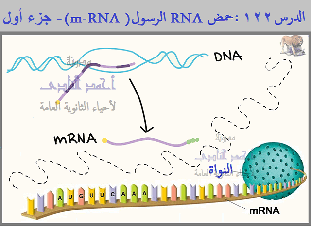 الدرس 122 حمض Rna الرسول M Rna جزء أول مدونة أحمد النادى