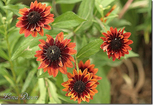 Rudbeckia_July14