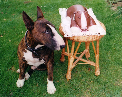 Bull Terrier