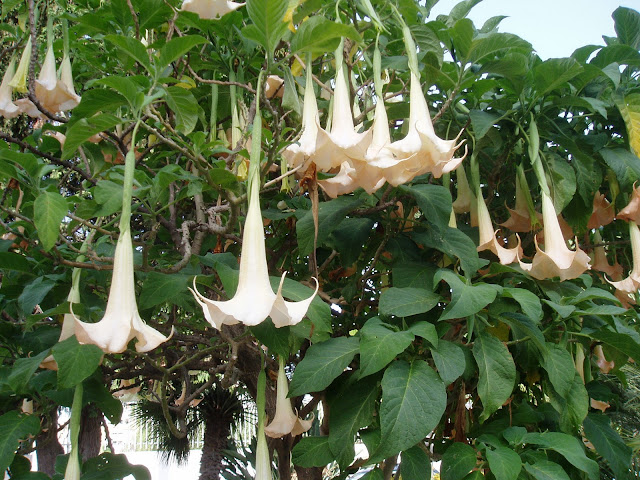 TROMPETERO: Brugmansia arborea