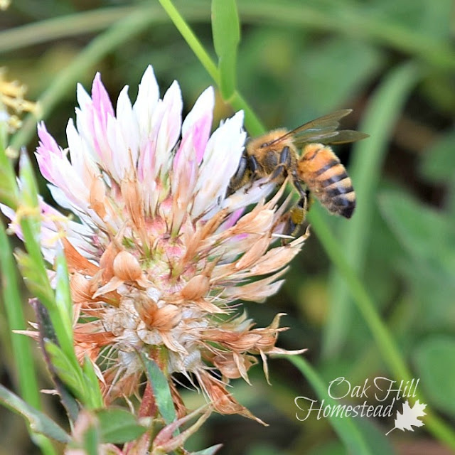 A bee on clover in the horse pasture.