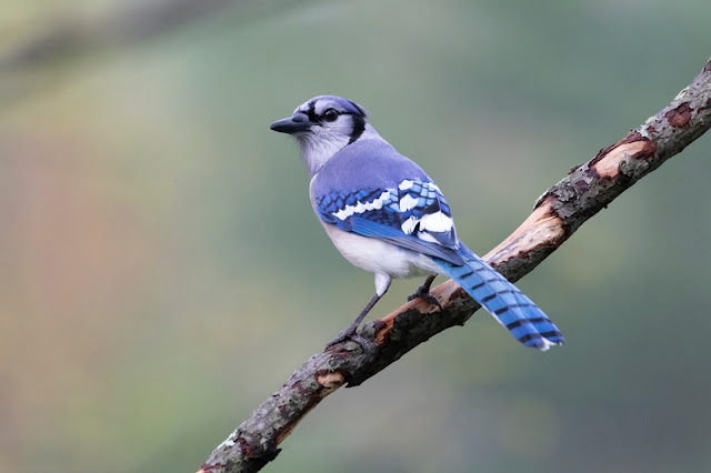 Blue Jay Photo by Mr G's Photography