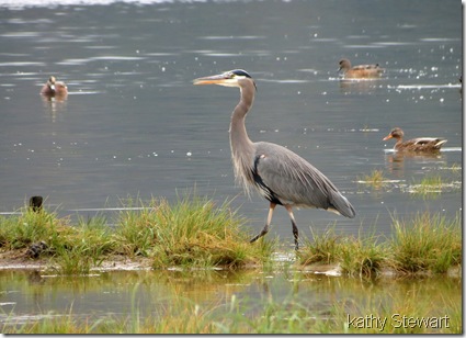Heron and some ducks