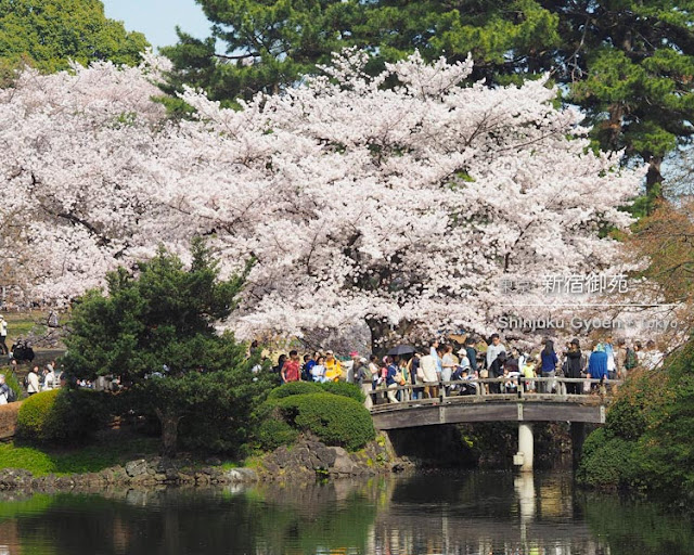 新宿御苑の桜