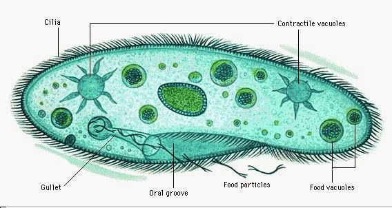 laporan praktikum biologi protozoa  FORESTER UNTAD BLOG