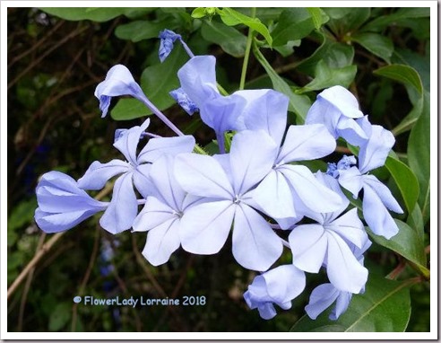 02-03-plumbago