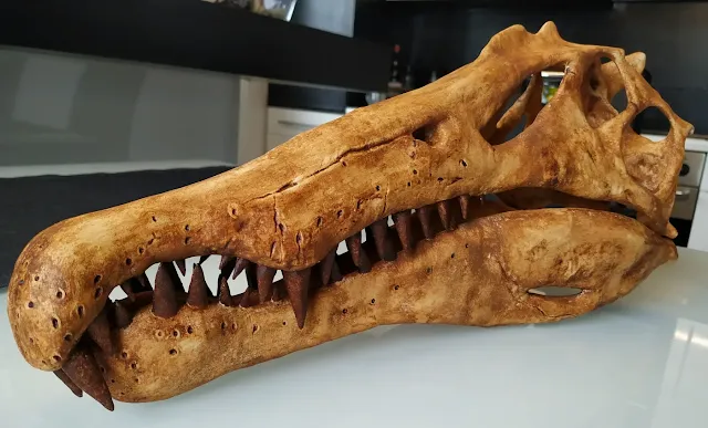 Fossilized Spinosaurus skull with elongated jaws and conical teeth, adapted for catching fish in Cretaceous river systems.