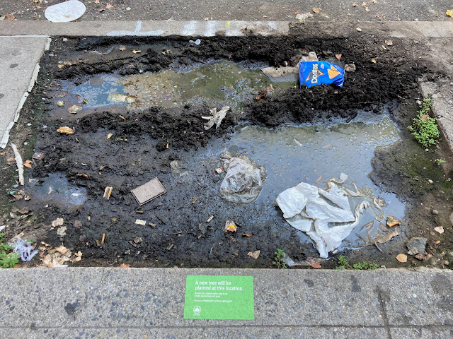 Vehicle tire marks visible in wet soil/mud in a tree bed with a green "tree will be planted here" sticker on the sidewalk