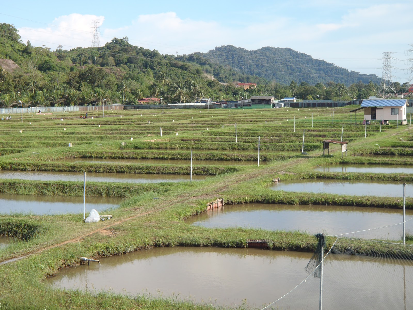 Ming Loong Aquarium 欢迎光临金铭龙水族企业: Bukit Merah Aquaculture ...