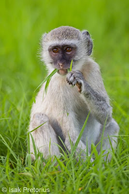 chiefs island, workshop, wildlife photography,  okavango delta, isak pretorius, 