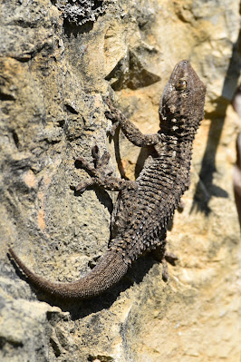 Lizard on Camino de Santiago Portugal.