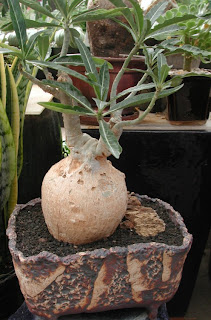 Adenium somalense, Adenium oleifolium , bunga Yang Cantik, Beautiful Flower, Indonesian Flower, Jepun Jepang 