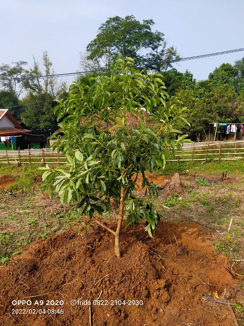 Dijual tanah murah di cipanas lebak banten