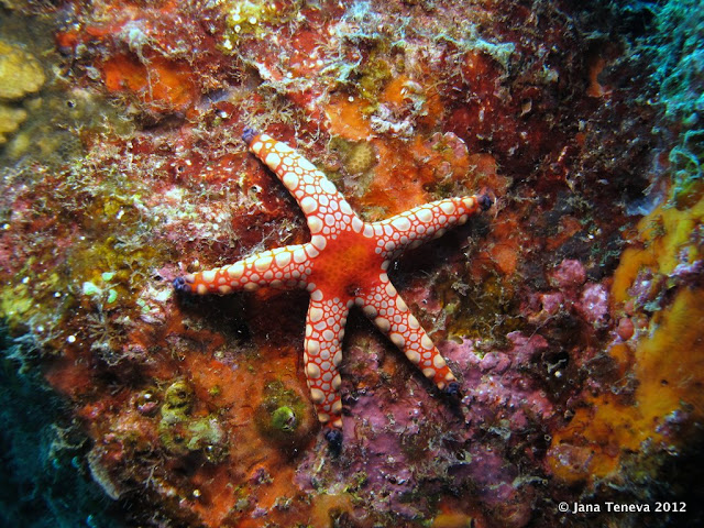 Diving SimilanIslands