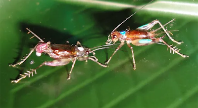 laupala-cerasina-hawaiian-swordtail-crickets.webp