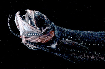 ikan bentuk pelik