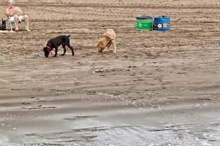 Dos perros urgando en la rena de la playa.