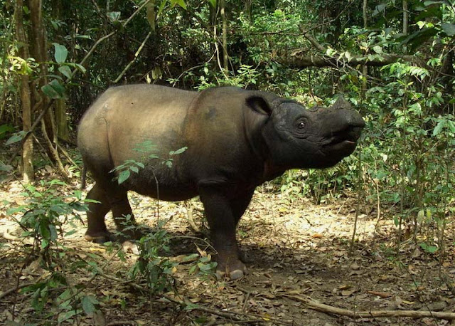 sumatran rhino image,rare animal