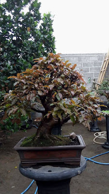 Bonsai Pohon Bulu