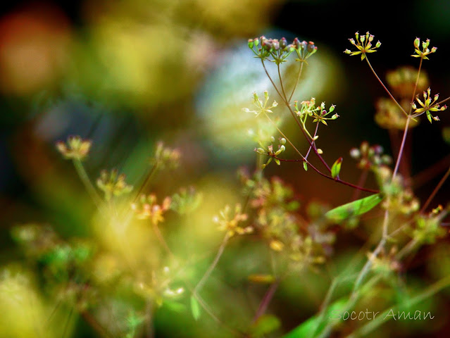 Bupleurum scorzonerifolium