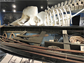 Esqueleto en el Museo de las Ballenas de New Bedford en Massachusetts