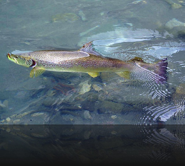 1 - OSR Konjic - Glavatica ulovljena u Fly fishing reviru Glavatičevo