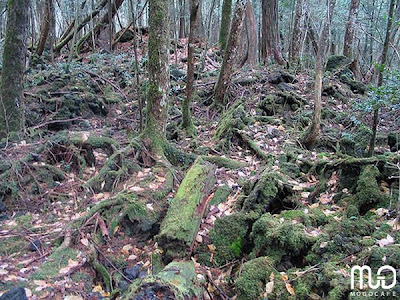 Khu rừng tự sát nổi tiếng nhất Nhật Bản