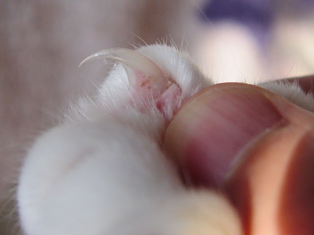 how to cut cat's nails