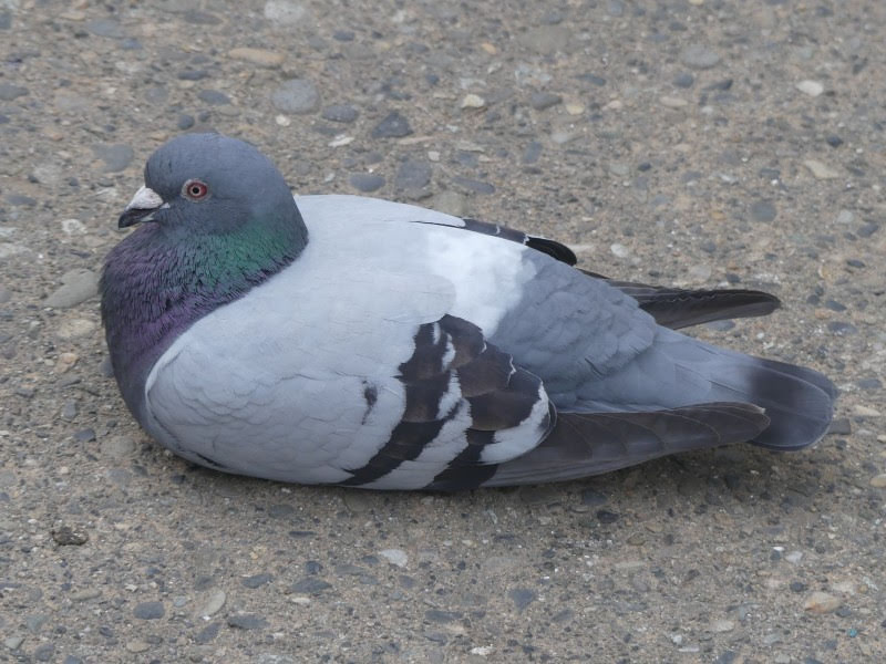 S こんちゅーぶ 路上に座り込んで動かないドバト 野鳥