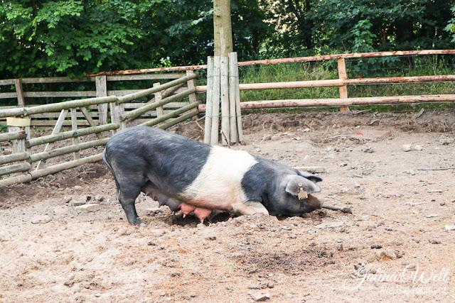 Freilichtmuseum Molfsee Norddeutschland Schwein